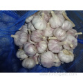 Best Quality Regular White Garlic